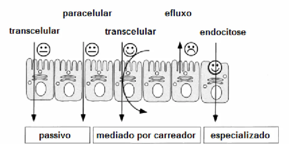 Figura 5 - Transporte pela membrana gastrointestinal (adaptado de Lobenberg &amp; Amidon,  2000)(36) 