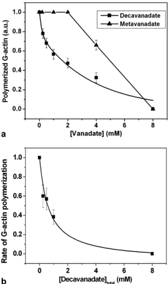 Fig. 1. Time course of G-actin (8 lM) polymerization (in Tris 2 mM, CaCl 2 0.2 mM, ATP 10 lM, pH 7.5), monitored by light-scattering at 546 nm, 25 C, in the absence (a) and in the presence of 4 mM (b) and 8 mM (c) of decavanadate (total vanadate concentrat
