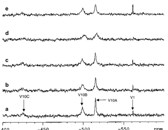 Fig. 10. 105.2 MHz 51 V NMR spectra, at 22 C, of decavanadate 2 mM (total vanadate) in (a) 2 mM Tris, 0.2 mM CaCl 2 , 100 mM KCl, 2 mM MgCl 2 , pH 7.5 and with: (b) 20 lM G-actin plus 10 lM ATP, (c) 20 lM G-actin plus 0.2 mM ATP, (d) 20 lM F-actin plus 10 