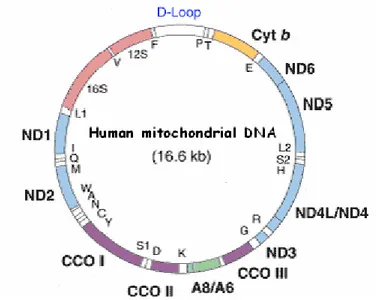 Figure II.1.  Human mitochondrial DNA. In D-Loop are located the hypervariable regions (HVRI and  HVRII)