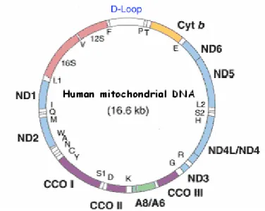 Figure II.1.  Human mitochondrial DNA. In D-Loop are located the hypervariable regions (HVRI and  HVRII)