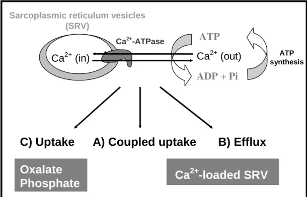 Figure  7.  Schematic  representation  of  calcium  translocation  by  sarcoplasmic  reticulum  at  3  different  experimental  conditions:  (A)  coupled  uptake  (centre),  (B)  active  efflux  (right  side)  and  (C)  uncoupled  accumulation (left side) 
