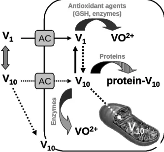Figure  1.  Scheme  of  the  proposed  cellular  targets of decavanadate (V 10 ): it is suggested V 10