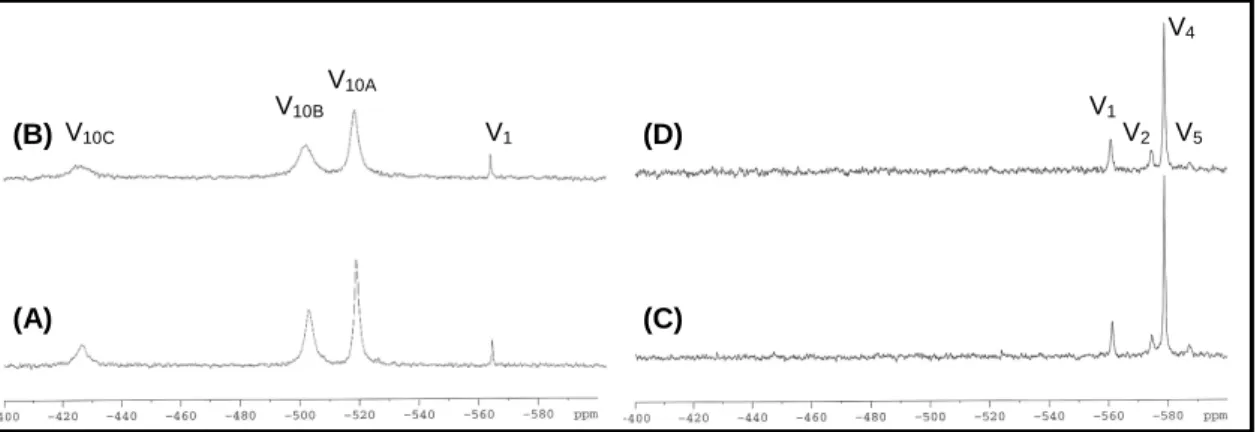 Figure  2.    105.2  MHz  51 V  NMR  spectra,  at  room  temperature,  of  decavanadate,  (pH  7.0)  (A  and  B)  and  metavanadate (pH 7.0) (C and D) (5 mM total vanadium) in 0.9% NaCl, in the absence (A and C) or in the  presence  (B  and  D)  of  5%  bl
