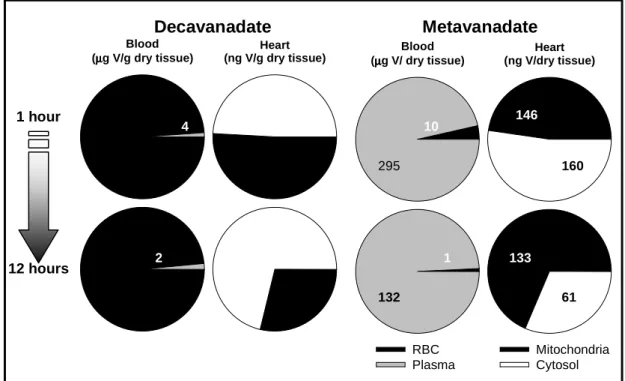 Figure  4.  Vanadium  concentration  on  red  blood  cells  (RBC),  blood  plasma  and  cardiac  mitochondria  and  cytosol of Sparus aurata individuals (n = 4) intravenously injected with 5 mM (total vanadium) decavanadate  or metavanadate, 1 and 12 hours