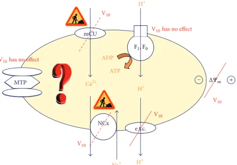 Figure 1: Mitochondria: a target for decavanadate (V 10 ). Oxygen consumption and membrane depolarization are strongly affected whereas no effects were found for MTP and ATP synthase