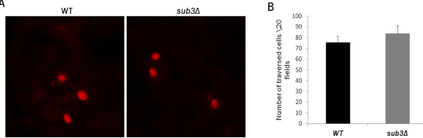 Figure 9. Migration of sporozoites through hepatocytes. (A) Microscopy images of cells with stained nucleus in red  after addition of WT sporozoites (left panel) and  sub3Δ  sporozoites (right panel) in the presence of TOTO-1