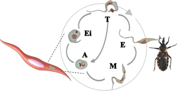 Figura 1 – Ciclo de vida do Trypanosoma cruzi 