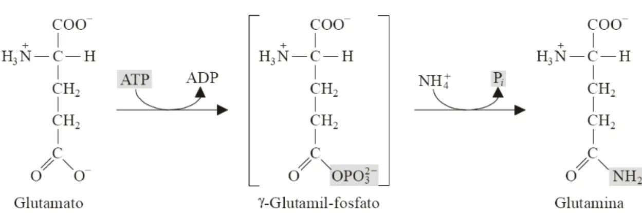 Figura 3  –  Reação da glutamina sintetase. 