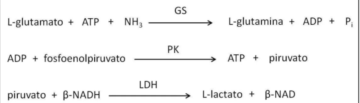 Figura 4  –  Enzimas acopladas à reação da glutamina sintetase. 