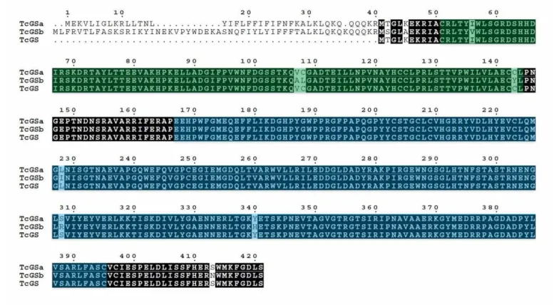 Figura 7 - Alinhamentos das sequências de aminoácidos correspondente a glutamina sintetase no genoma de T