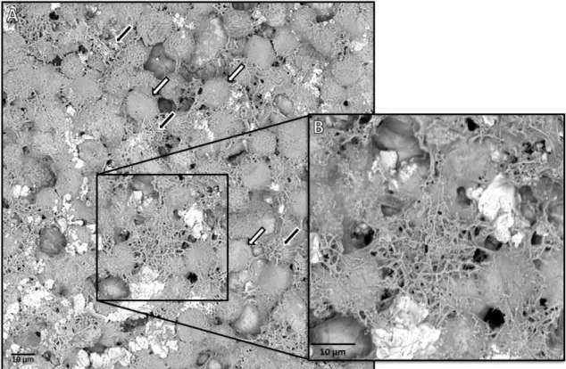 Figure 13. Scanning Electron Microscopy image of A549 cells treated with NM-401. The white arrows with black  outline point to cells, and the black arrows with white outline point to visible clusters of nanomaterial