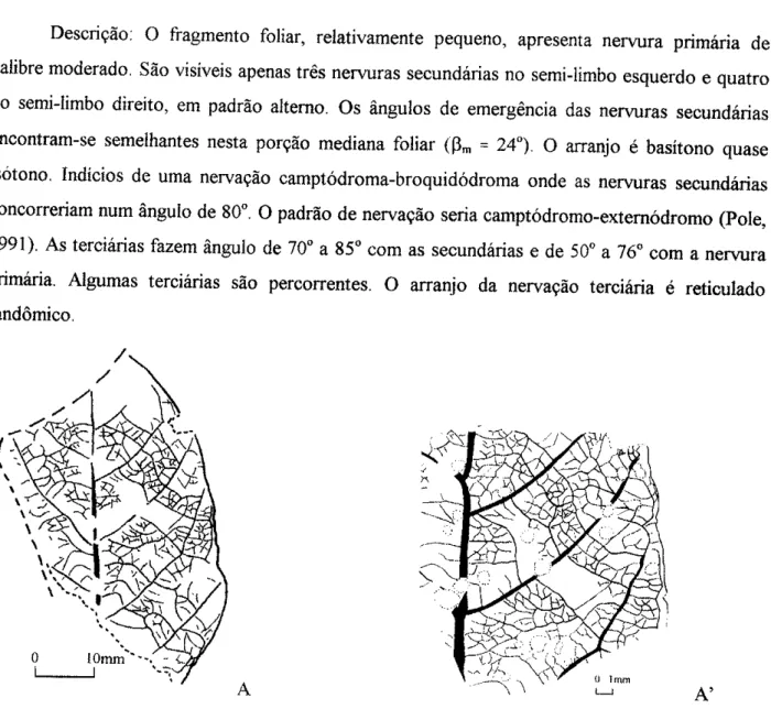 Fig.  vI.3  -  Morfografias  foliares  dos espécimes  do  pararaxon  FNNy-(Ebenale  s).1  cf