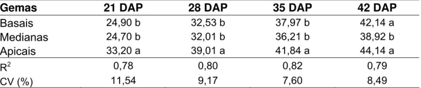 Tabela 6 - Altura média das plantas, expressa em cm até os 42 DAP, em relação a origem das gemas  no colmo 