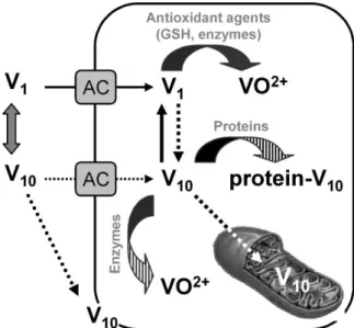Fig. 7 Scheme of the proposed cellular targets of decavanadate (V 10 ): V 10