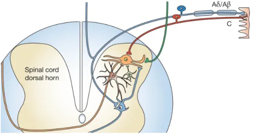 Figure  4  Primary  afferent  pathways  and  their  connections  in  the  spinal  cord  dorsal  horn