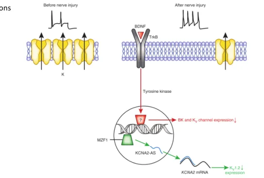 Figure 5 Examples of mechanisms of nerve injury –  induced inhibition of K +  channel expression