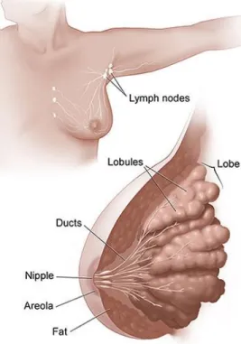 Figure 1.2. The female breast and adjacent lymph nodes and vessels. 9   