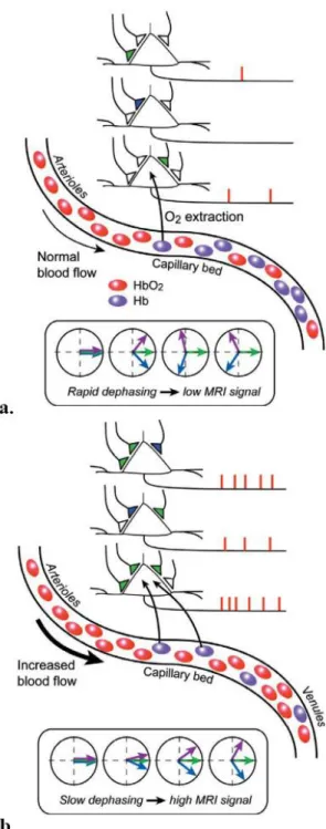 Figure 1.7 a,b. Schematic  from neural activity to BOLD MRI  response. a Represents the case of a cortical region in baseline  mode