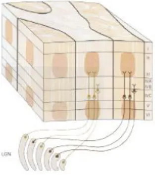 Figure 1.13: Layer and column as core functional parts of the visual cortex. Adapted from [45]
