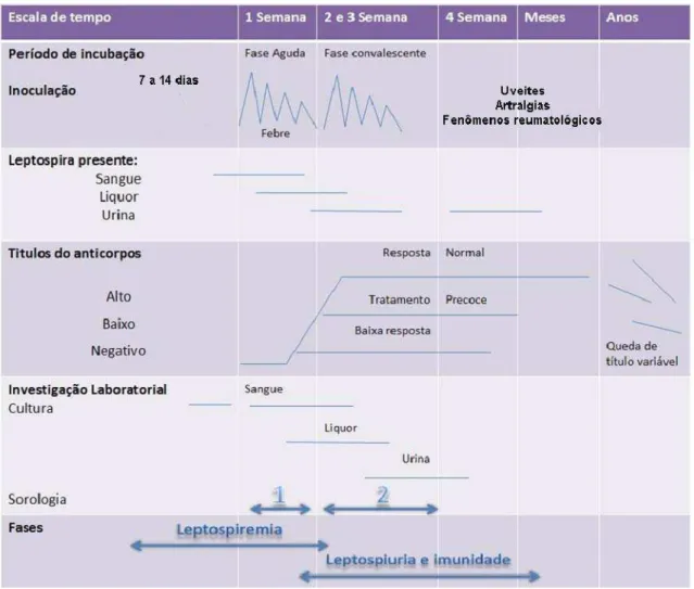 Figura 6 - Fases evolutivas da doença e correlação com os métodos diagnósticos  disponíveis