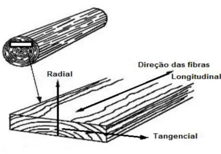 Figura 3 – Diferentes sentidos anatômicos da madeira. 