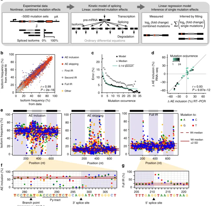 Fig. 2 A linear regression model determines more than 1900 single mutation effects. a Model-based inference of single mutation effects