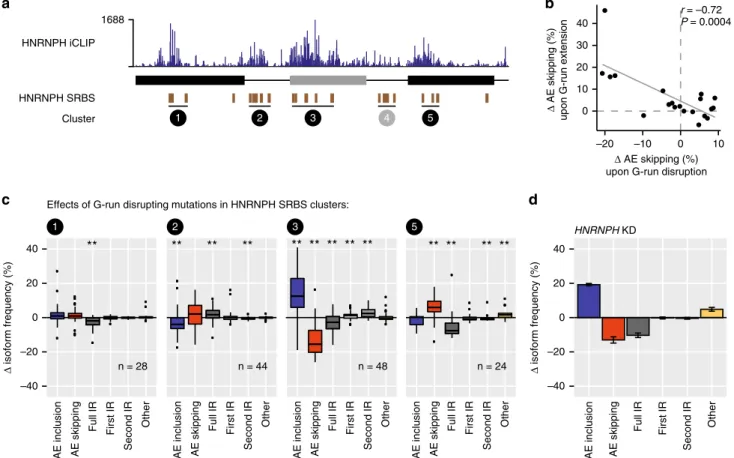 Fig. 4 HNRNPH controls RON exon 11 splicing via multiple intronic and exonic binding sites