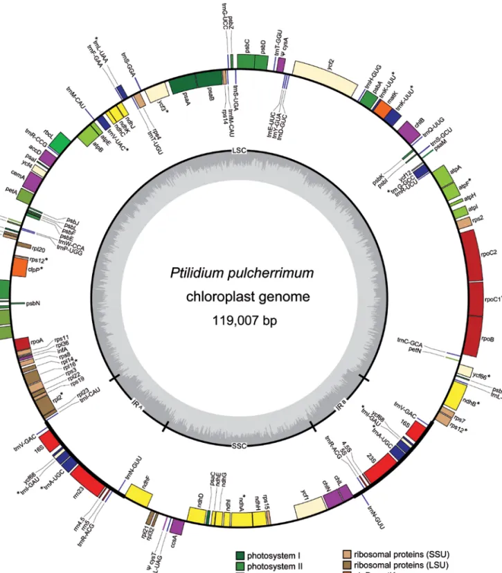 Figure 1  – Plastid genome map of  Ptilidium pulcherrimum. Genes on the outside of the circle are transcribed in the counterclockwise  direction, and genes on the inside of the circle are transcribed in the clockwise direction