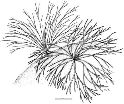 Fig. 2.  Bryopsidella neglecta  (Berthold)  Rietema.  General morphology.  Scale:  5 mm 
