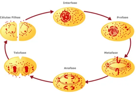 Fig. 1. 2.  Representação esquemática das fases da Mitose: Profase, Metafase, Anafase, Telofase e por fim a citocinese