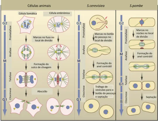 Fig. 1. 4.     Mecanimos gerais da citocinese em eucariotas: Está representada no esquema, a citocinese em animais, S.cerecisiea  e S.pombe