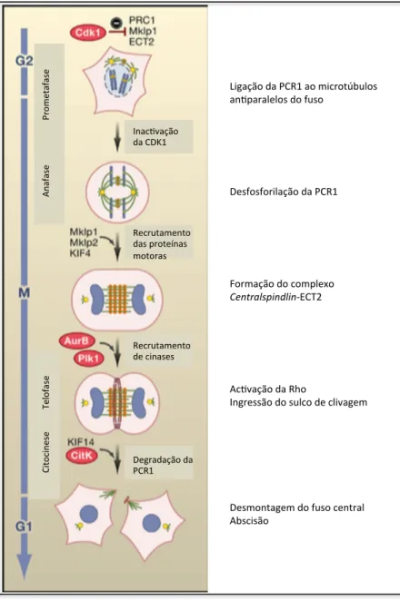 Fig. 1. 5.     Representação de um modelo para a função da proteína PRC1 associada aos microtúbulos no fuso mitótico, que  leva ao recrutamento sequencial de vários factores necessários para as diferentes fases da citocinese