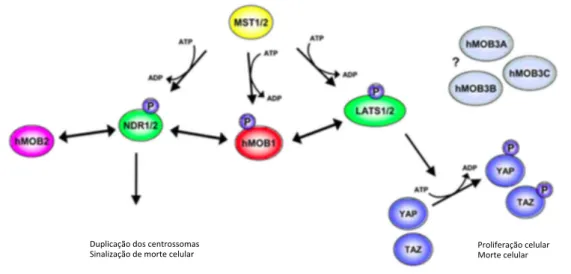 Fig. 1. 7. Sinalização da hsMOB em células humanas . (adapatdo de Hergovich et al., 2011)     