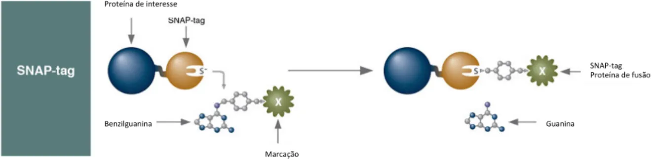 Fig. 1. 9. Representação esquemática de CALI baseado na marcação com SNAP-tag. (adaptado do Website da BioLabs) 