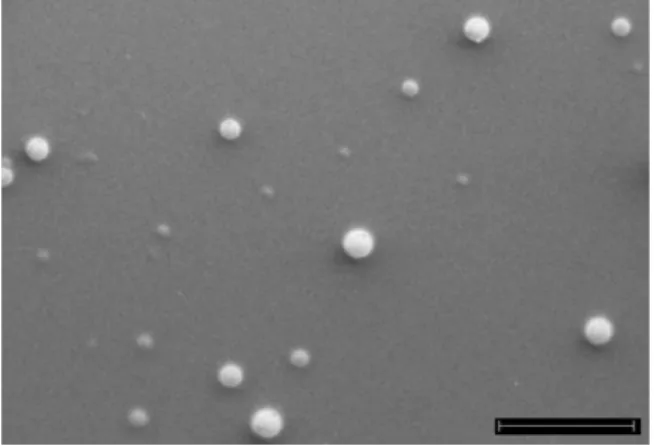 Figure 2 Scanning electron microscopic image of INPs (scale bar =2 μm).