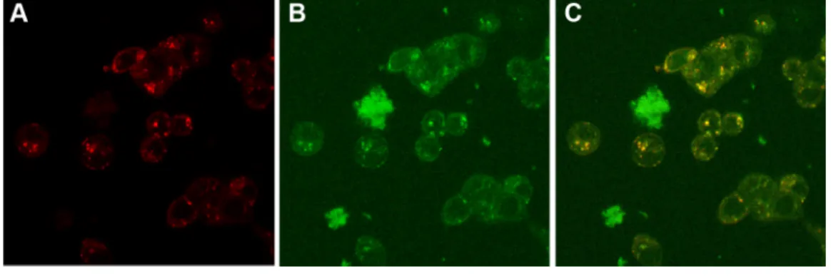Figure 4 Internalization of CNPs. 
