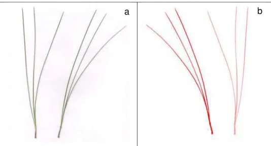 Figura 4 - Imagem dos fascículos do P. caribaea var. hondurensis escaneados (a) e imagem gerada  após sua análise digital pelo programa ImageJ (b) 