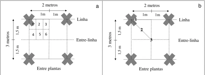 Figura 6 - Desenho esquemático das posições de instalação dos coletores de folhedo (a) e  do fluxo  de  CO 2   do  solo  e  serapilheira  acumulada  sobre  o  solo  (b)