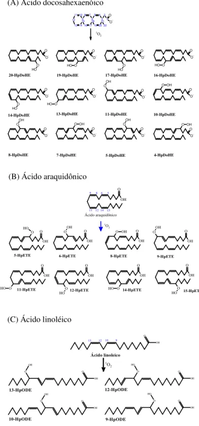Figura 6:  O  1 O 2  se adiciona diretamente aos carbonos das ligações duplas (A) (4, 5, 7, 8, 10, 11, 13, 14, 16,  17, 19 e 20) e consequentemente são formados 12 isômeros de hidroperóxidos do ácido docosahexaenoico  (HpDoHE); (B) (5, 6, 8, 9, 11, 12, 14 