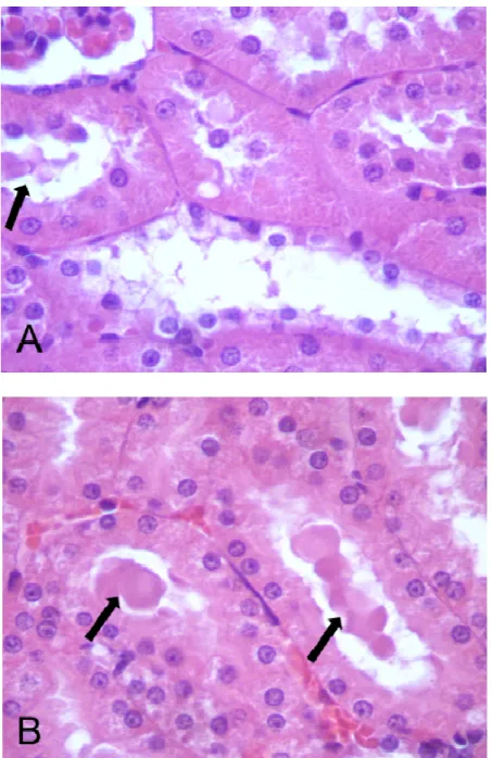 Figura 9 –  Histopatologia renal dos ratos que foram tratados, durante 28 dias, com 0 (CO), 25 mg/kg  (MI25), 40 mg/kg (MI40) e 60 mg/kg (MI60) de mimosina  