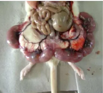 Figura 1- Exposição do útero gravídico através da laparotomia, observação de implantes e fetos  viáveis 