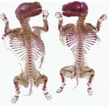 Figura 2 - Fetos prontos para a análise óssea com os ossos corados pela alizarina red  