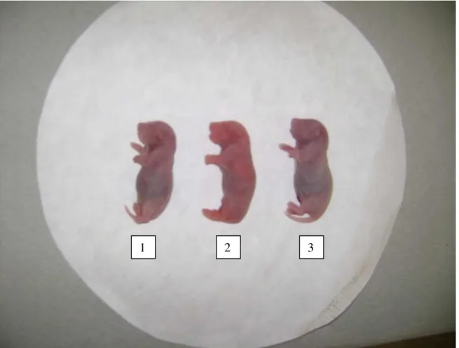 Figura 9 – Fetos provenientes das ratas que foram submetidas a 70% de restrição alimentar e que morreram uma hora após a  cesariana (fetos 1 e 3), verificou-se que estes apresentavam a tez cianótica