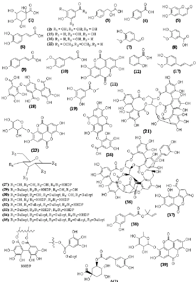 Figure 1.1 - Chemical structures of some of the identified phenolic compounds present in cork
