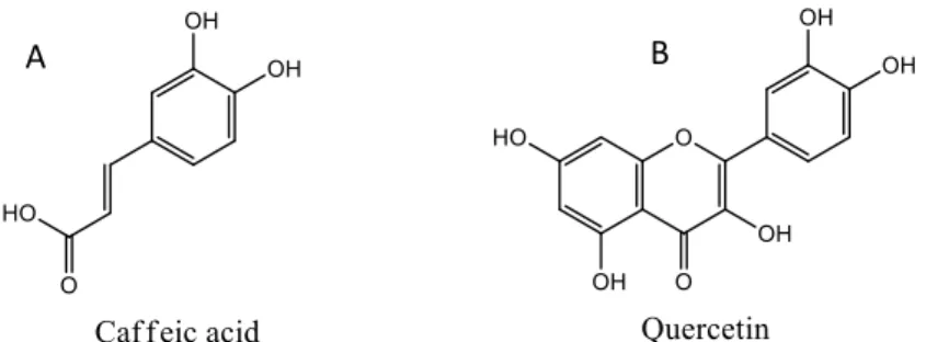 Figure 3.1 - Caffeic acid and quercetin chemical structures  2  A – Phenolic compound; B – Flavonoid