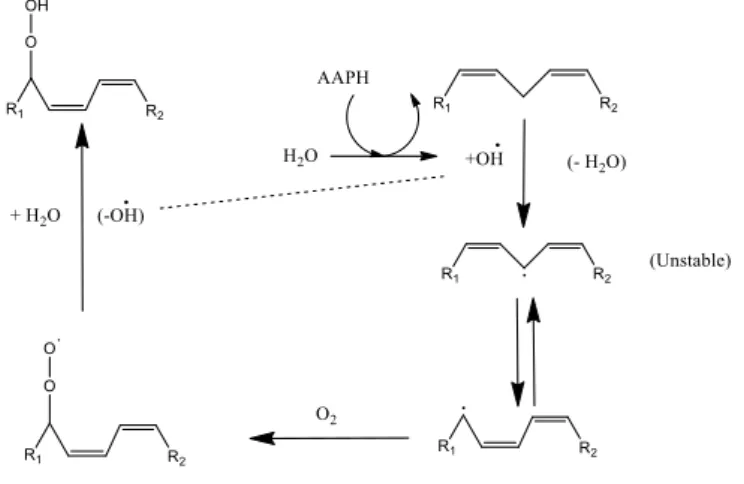 Figure 3.3 - Lipid peroxidation cycle 4 . 
