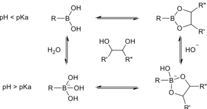 Figure 6 - pH-Dependent formation equilibrium of a boronic ester in aqueous solution. 