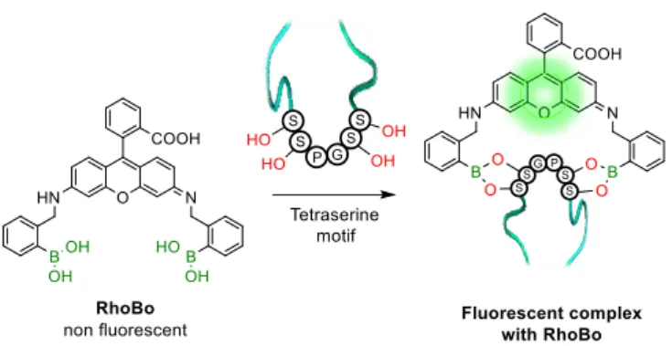 Figure 8 - Representation of RhoBo fluorescent complex upon tetraserine sequence  recognition