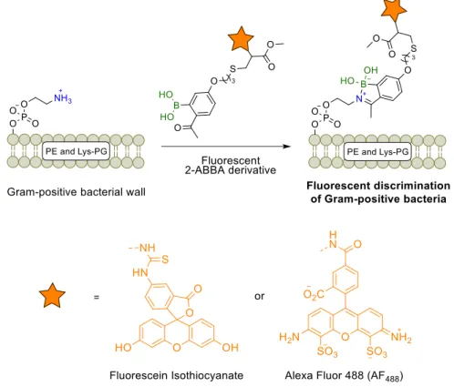 Figure 14 - Fluorescent Gram-positive bacteria discrimination based on a selective lipid- lipid-iminoboronates formation.